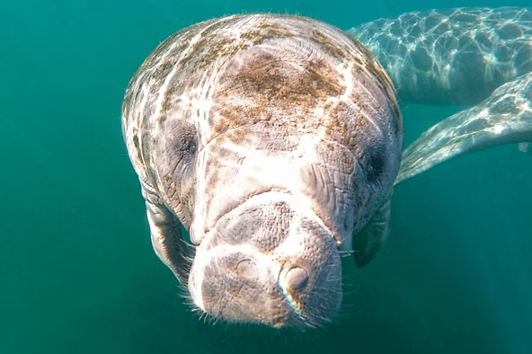 Manatee swimming underwater with sunlight reflections on its back