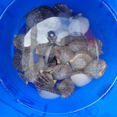 Several clams clustered in a blue plastic bucket.
