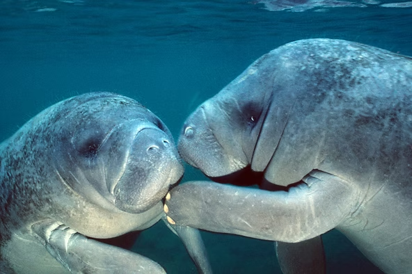 Two manatees touching faces underwater.