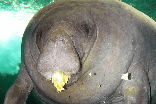 A manatee underwater, eating a piece of lettuce with its mouth open.