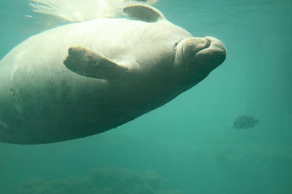 Underwater view of a manatee swimming near a striped fish.