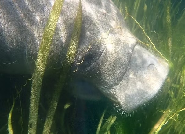 A manatee swims underwater among green aquatic plants.