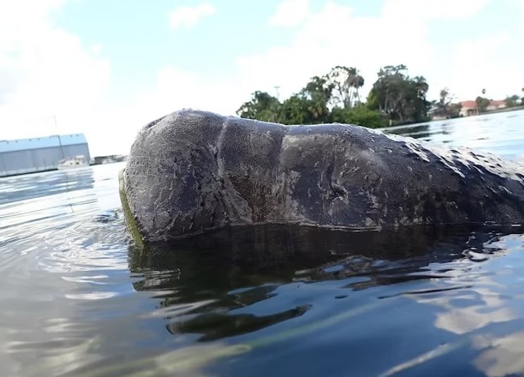 A manatee partially submerged in water near trees and buildings.