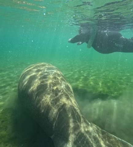 Snorkeler swimming near a submerged manatee in clear green water.