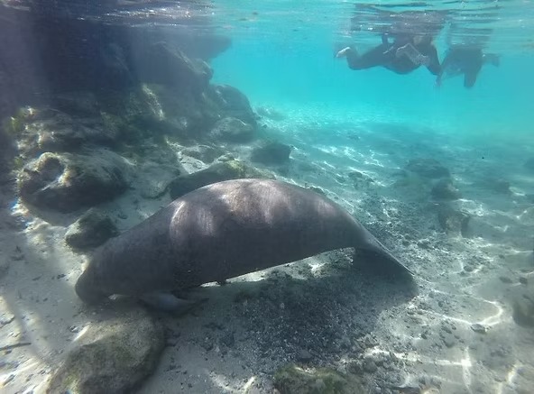 Manatee swimming underwater near snorkelers and rocks.