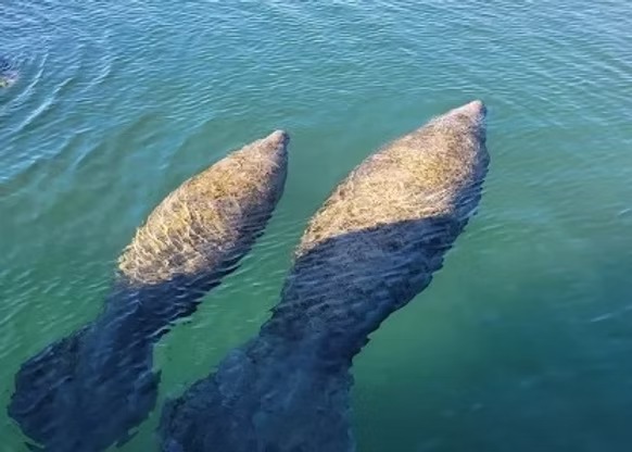 Two manatees swimming side by side underwater in clear blue-green water.