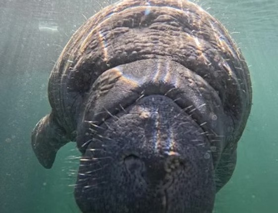 Close-up of a manatee swimming underwater, facing the camera, with sunlight creating patterns on its skin.