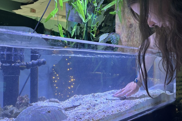 Person interacting with a horseshoe crab in a tank at an aquarium.