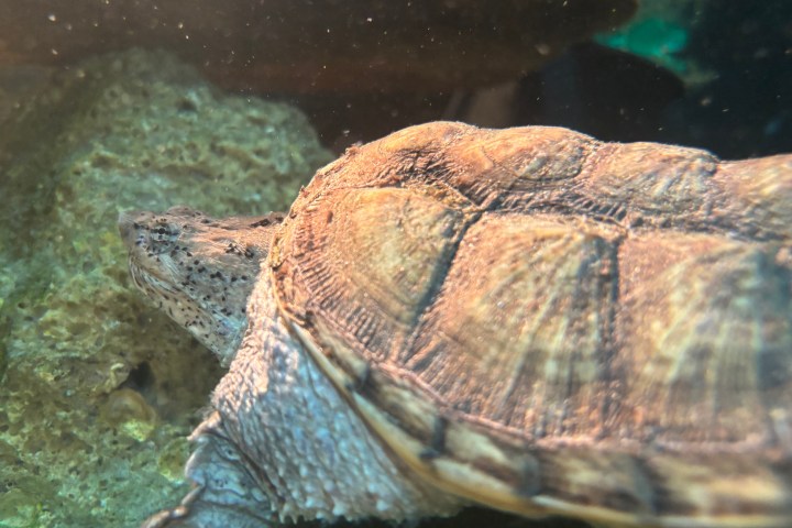 Close-up of a turtle swimming underwater with a rocky background.