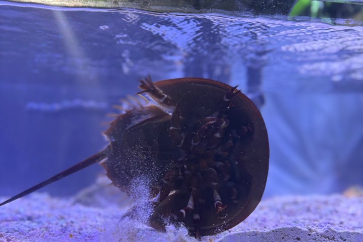 Horseshoe crab underwater in an aquarium tank.