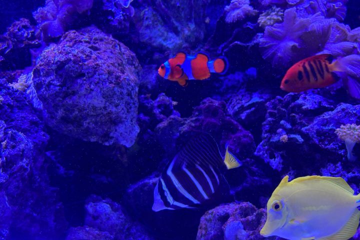Colorful fish swimming in a blue-lit aquarium with coral.