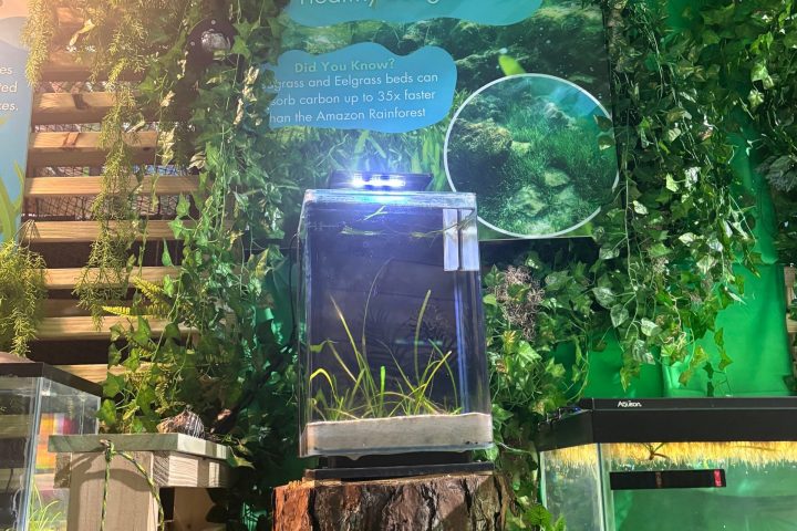 Aquarium exhibit with plants and descriptive sign in a green environment.