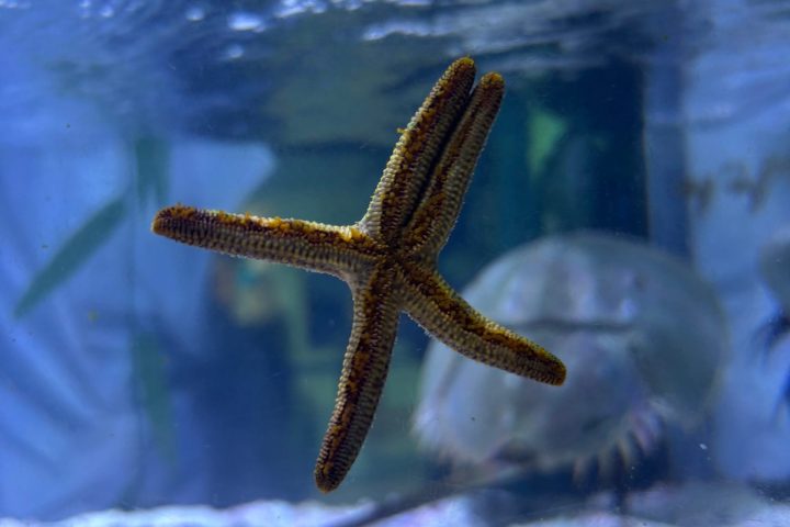 Starfish on aquarium glass viewed from underwater