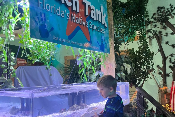 Child explores a touch tank exhibit with Florida's native species.
